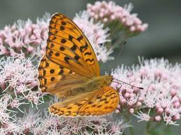 Attēlu rezultāti vaicājumam “Argynnis adippe underside”