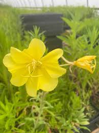 Image result for Oenothera biennis
