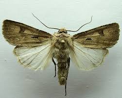 Attēlu rezultāti vaicājumam “Agrotis exclamationis”