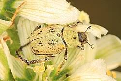 Attēlu rezultāti vaicājumam “Hoplia graminicola”