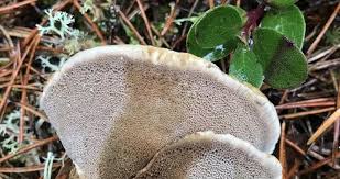 Attēlu rezultāti vaicājumam “Onnia triquetra”