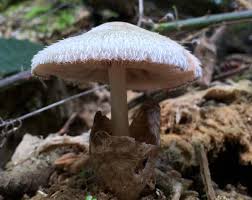 Attēlu rezultāti vaicājumam “Volvariella bombycina”