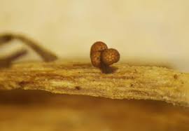 Attēlu rezultāti vaicājumam “Ophiotheca chrysosperma macro”