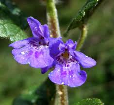 Attēlu rezultāti vaicājumam “Glechoma hederacea”