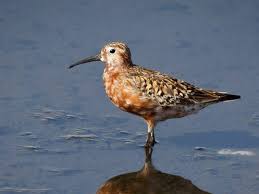 Attēlu rezultāti vaicājumam “Calidris ferruginea”