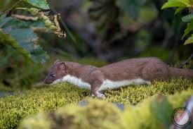 Attēlu rezultāti vaicājumam “Mustela erminea”