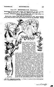 Attēlu rezultāti vaicājumam “Lycogala botrydium young”