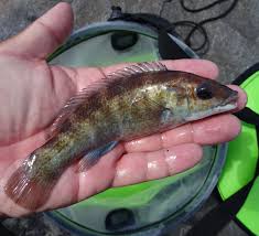 Image result for Tautogolabrus adspersus