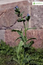 Attēlu rezultāti vaicājumam “Anchusa arvensis leaf”