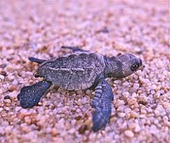 Image result for Lepidochelys olivacea