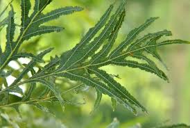 Attēlu rezultāti vaicājumam “Quercus robur leaf”