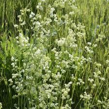 Attēlu rezultāti vaicājumam “Galium album bud”