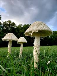 Attēlu rezultāti vaicājumam “Amanita”