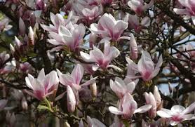Attēlu rezultāti vaicājumam “Magnolia x soulangeana”