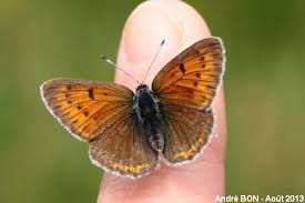 Attēlu rezultāti vaicājumam “Lycaena hippothoe underside”
