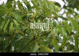 Attēlu rezultāti vaicājumam “Phellodendron amurense bud”