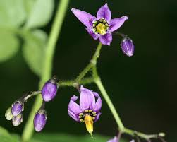 Attēlu rezultāti vaicājumam “Solanum dulcamara flower”