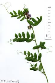Attēlu rezultāti vaicājumam “Vicia sepium leaf”