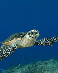 Image result for Eretmochelys imbricata