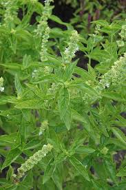 Attēlu rezultāti vaicājumam “Ocimum basilicum”