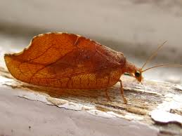 Attēlu rezultāti vaicājumam “Drepanepteryx phalaenoides”