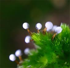 Attēlu rezultāti vaicājumam “Didymium proximum macro”