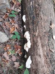 Attēlu rezultāti vaicājumam “Crepidotus applanatus”