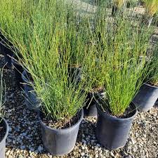 Attēlu rezultāti vaicājumam “Enteridium corticatum”