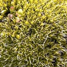 Attēlu rezultāti vaicājumam “Grimmia pulvinata”