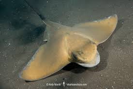 Image result for Myliobatis aquila