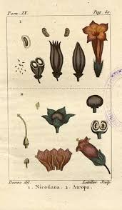 Image result for beladona