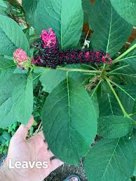 Attēlu rezultāti vaicājumam “Phytolacca acinosa flower”