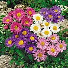Image result for Aster alpinus