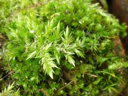 Attēlu rezultāti vaicājumam “Plagiothecium nemorale”