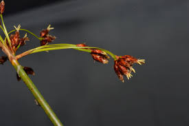 Attēlu rezultāti vaicājumam “Schoenoplectus lacustris subsp. glaucus flower”