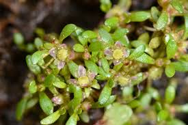 Attēlu rezultāti vaicājumam “Elatine hydropiper leaf”