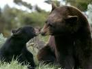Black Bears, Black Bear Pictures, Black Bear Facts - National ...