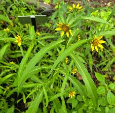 Attēlu rezultāti vaicājumam “Bidens cernua”