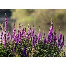 Image result for Blutweiderich