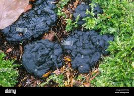 Attēlu rezultāti vaicājumam “Kretzschmaria deusta”