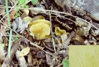 Attēlu rezultāti vaicājumam “Peziza flavida”