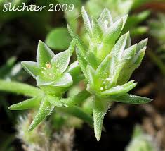 Attēlu rezultāti vaicājumam “Scleranthus annuus flower”
