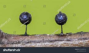 Attēlu rezultāti vaicājumam “Lamproderma ovoideum”