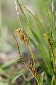Attēlu rezultāti vaicājumam “Carex hirta fruit”