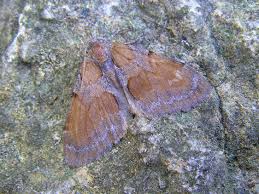 Attēlu rezultāti vaicājumam “Pennithera firmata”