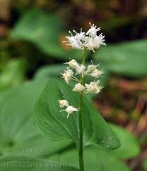 Attēlu rezultāti vaicājumam “Maianthemum bifolium”