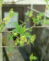 Attēlu rezultāti vaicājumam “Ribes alpinum leaf”