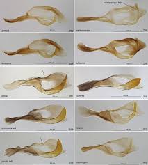 Attēlu rezultāti vaicājumam “Pristiphora maesta larva”
