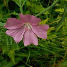Attēlu rezultāti vaicājumam “Malva moschata flower”