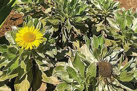 Attēlu rezultāti vaicājumam “Capsodes gothicus imago”